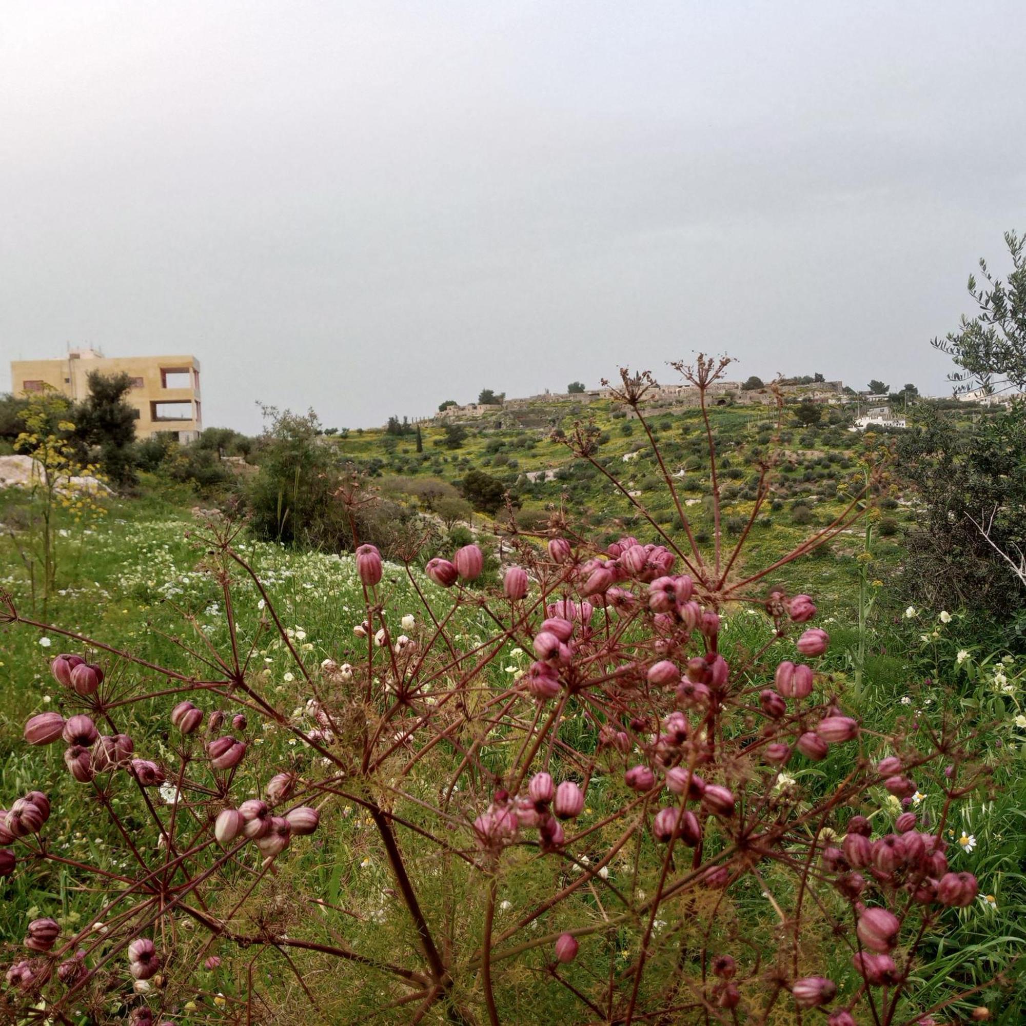 Al-Bustan House& Umm Qais Apartment Umm Qays Bagian luar foto